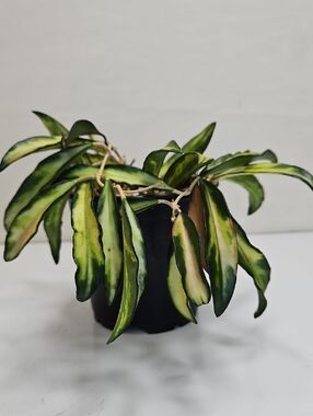Hoya WAYETII TRICOLOR Plant with Green,Cream And Red Variegated Leaves